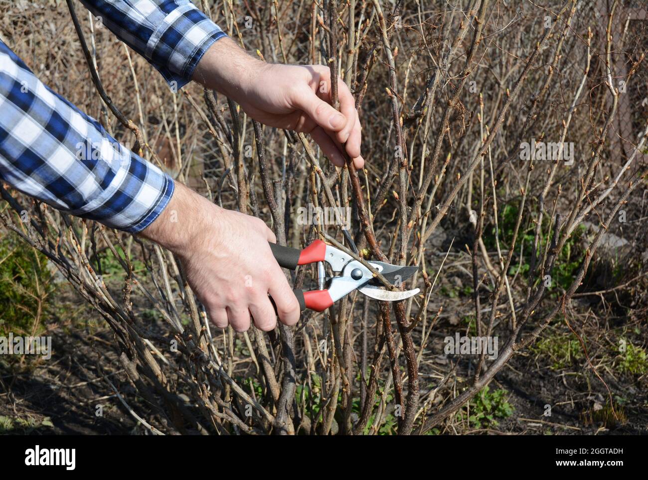 Blackcurrant bush pruning  with bypass secateurs. Gardener cut blackcurrant bush branch in springtime. Stock Photo