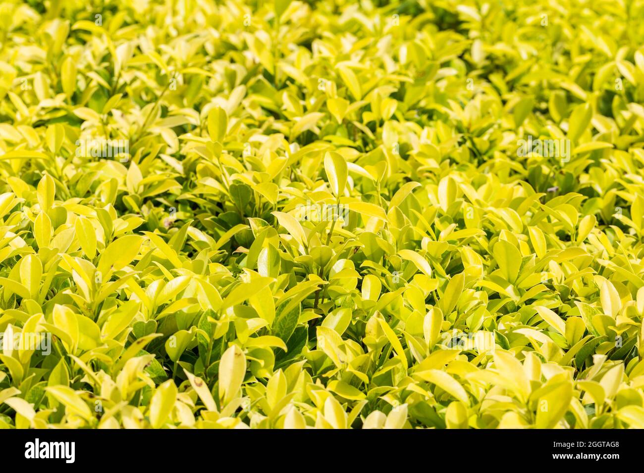 Light Green leaf nature background Stock Photo - Alamy