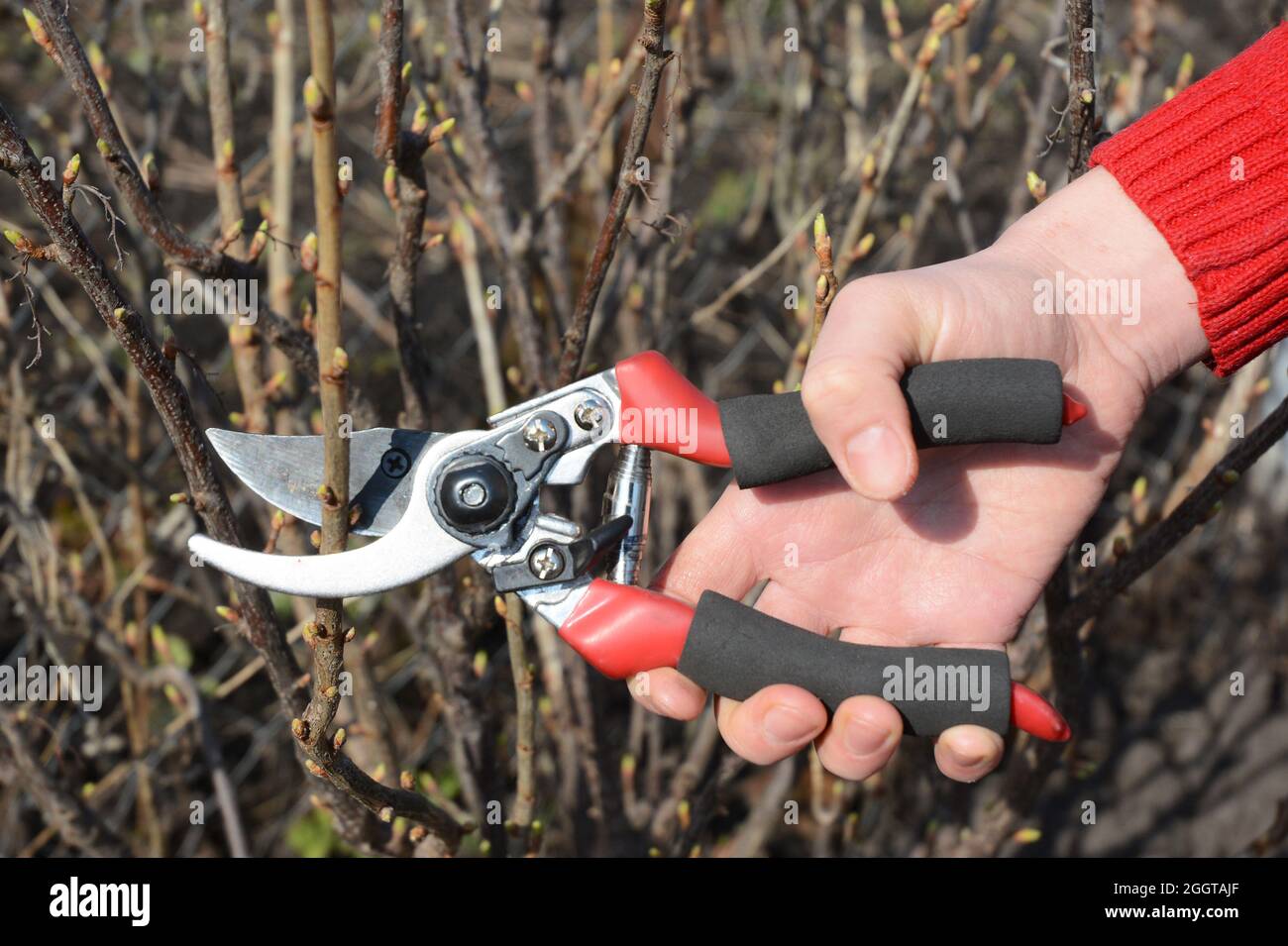 Gardener hand cut blackcurrant (Ribes nigrum) branch with bypass secateurs. Stock Photo
