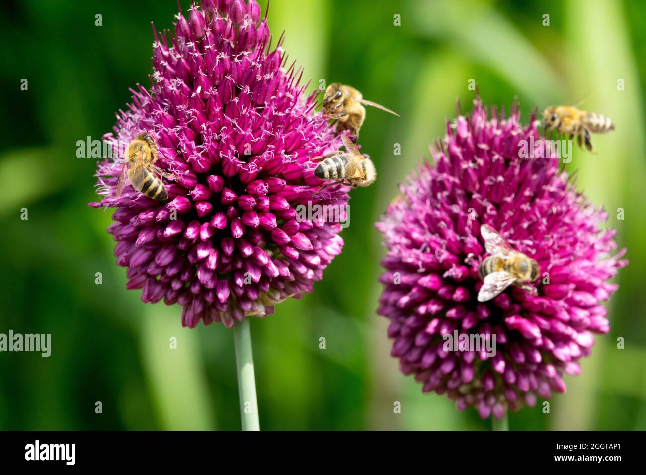 European honey bees on flower, drumstick onion, Allium sphaerocephalon, honey bees bee-friendly plants Stock Photo