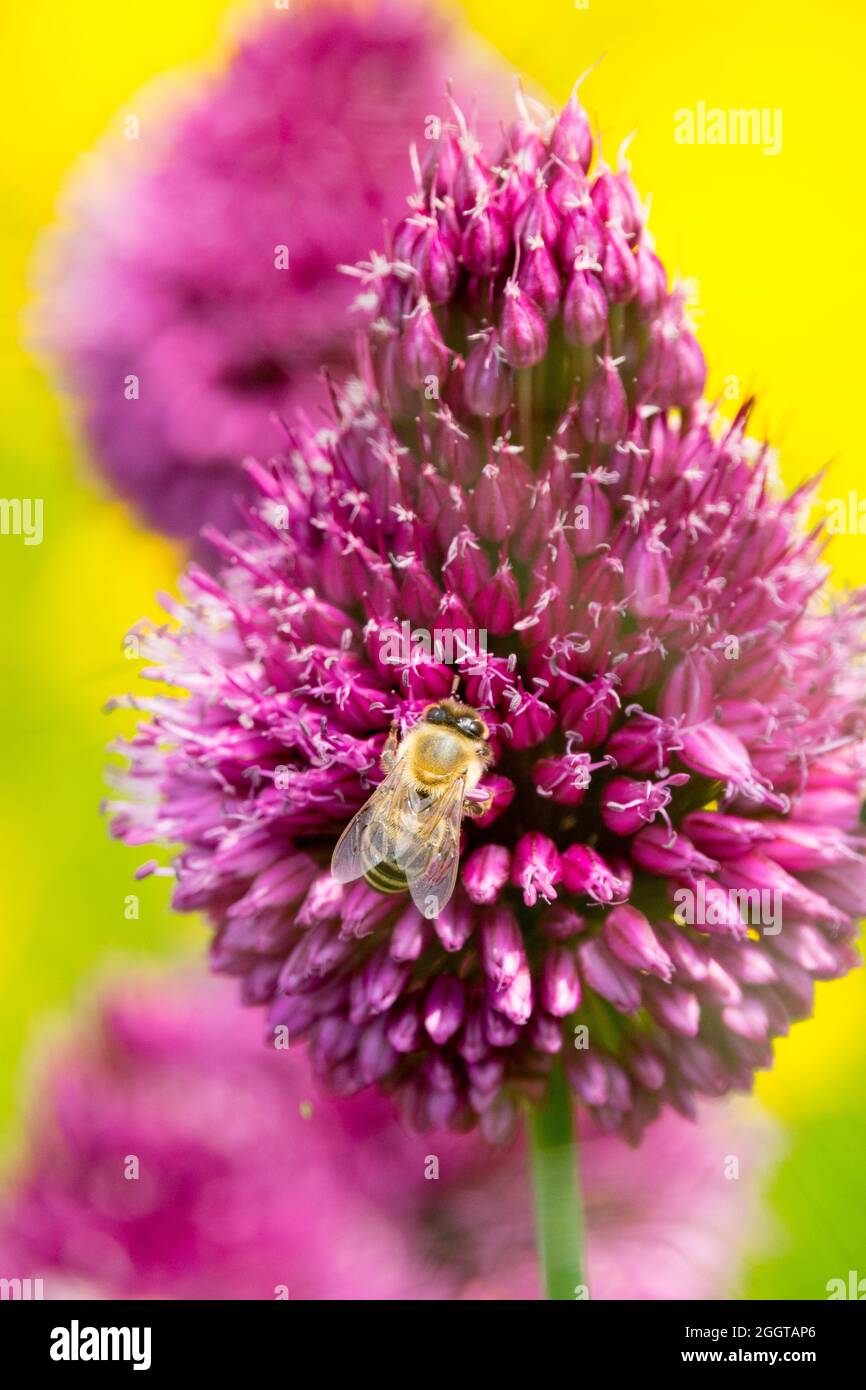 European honey bee on flowers, drumstick onion, Allium sphaerocephalon bee summer flower Stock Photo