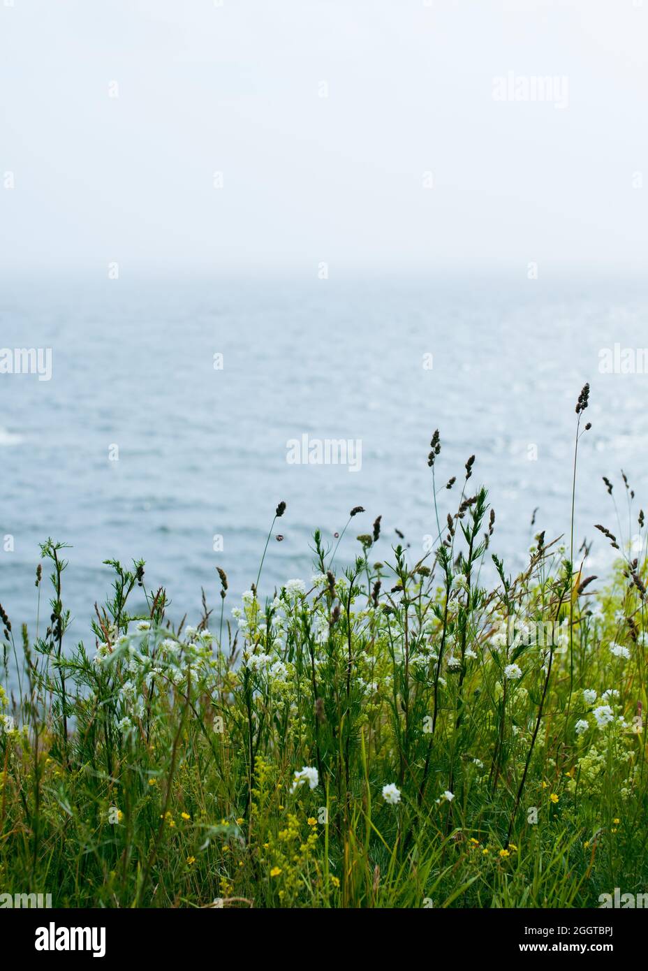 Northern landscape - field of wild flowers up on a cliff by a foggy sea. Stock Photo