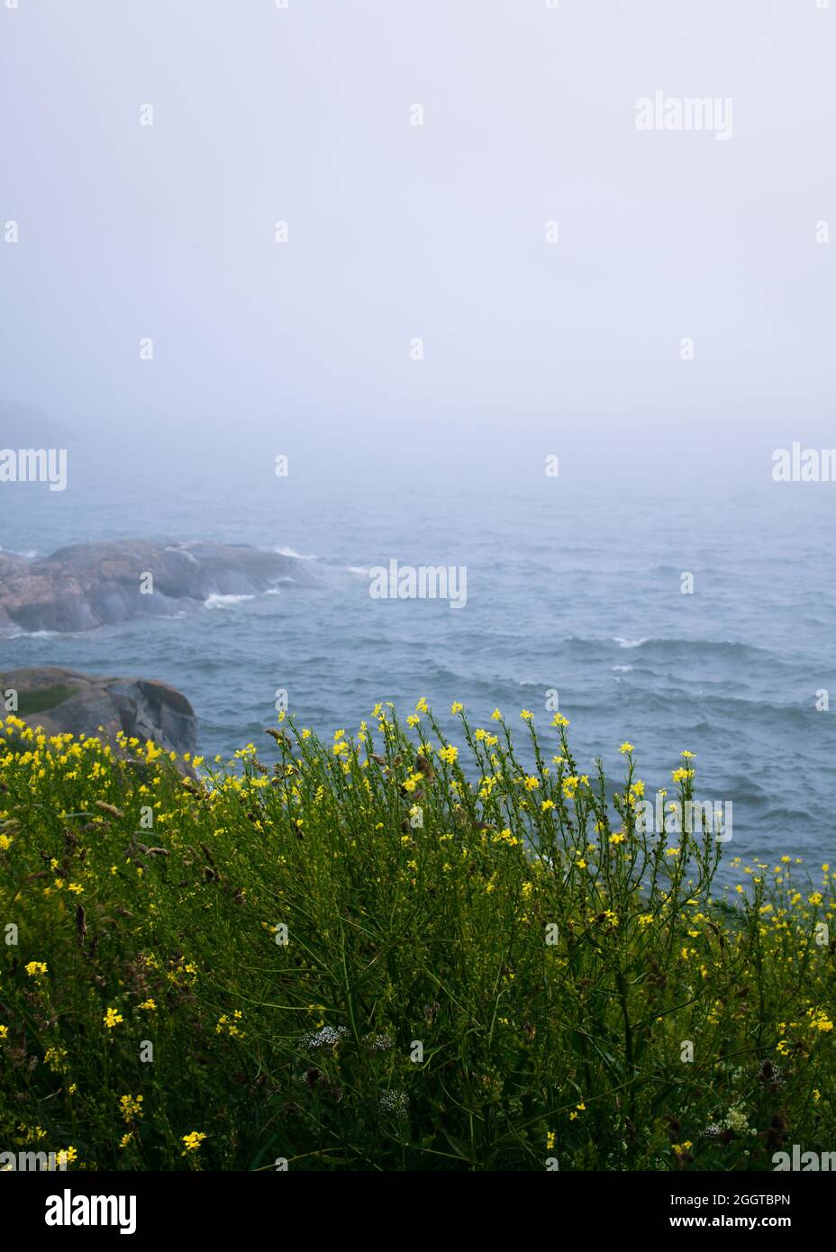 Northern landscape - field of yellow wild flowers up on a cliff by a foggy sea. Stock Photo