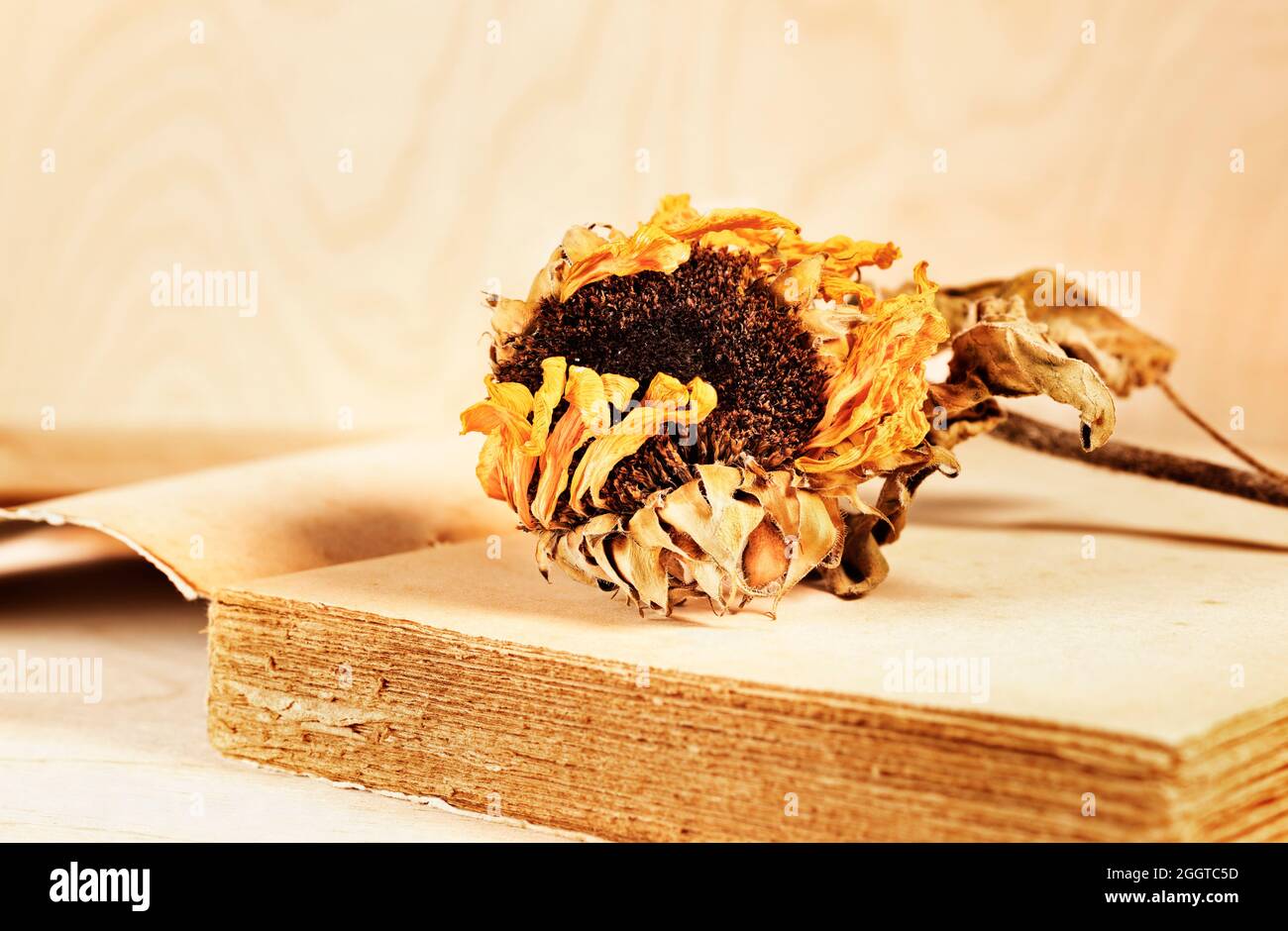 Opened old book with yellow dried  sunflower Stock Photo