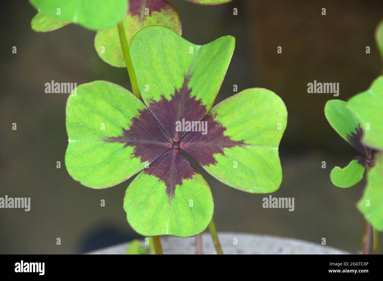 Single Oxalis Tetraphylla 'Iron Cross' (Good Luck Plant) Grown in a