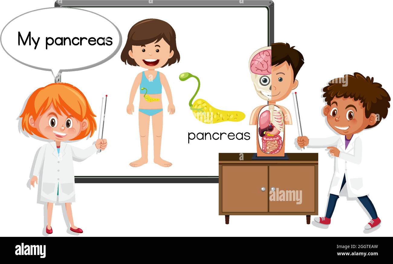 cartoon pancreas for kids