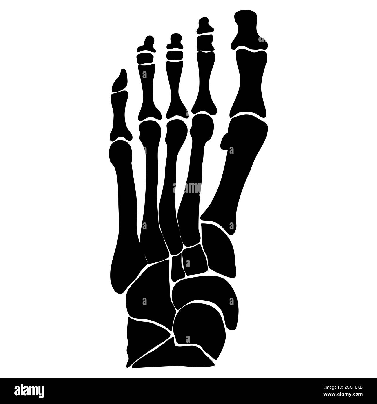 Anatomical structure of the bones of the foot. Black silhouette. Vector illustration. Stock Vector