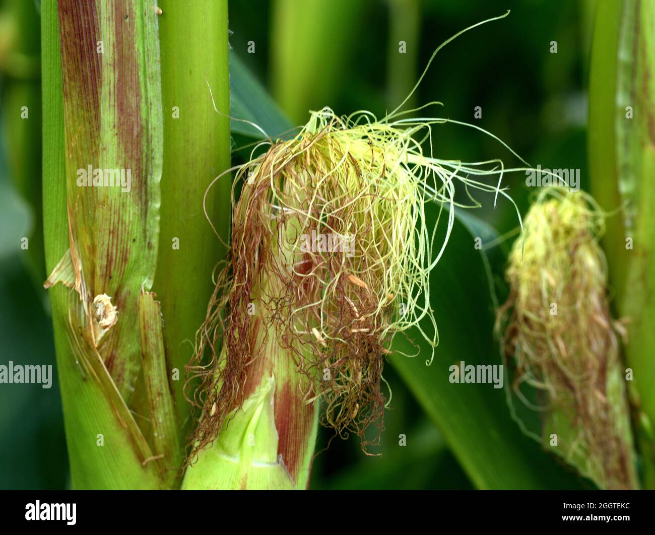 Close up of the head of an unripe cob of corn and another in the background. Stock Photo