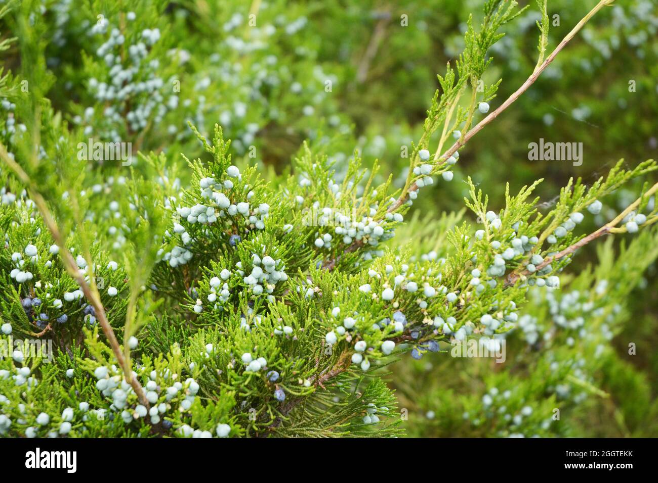 Juniperus excelsa or Greek Juniper Blue berries are used as spices and in medicine. Stock Photo