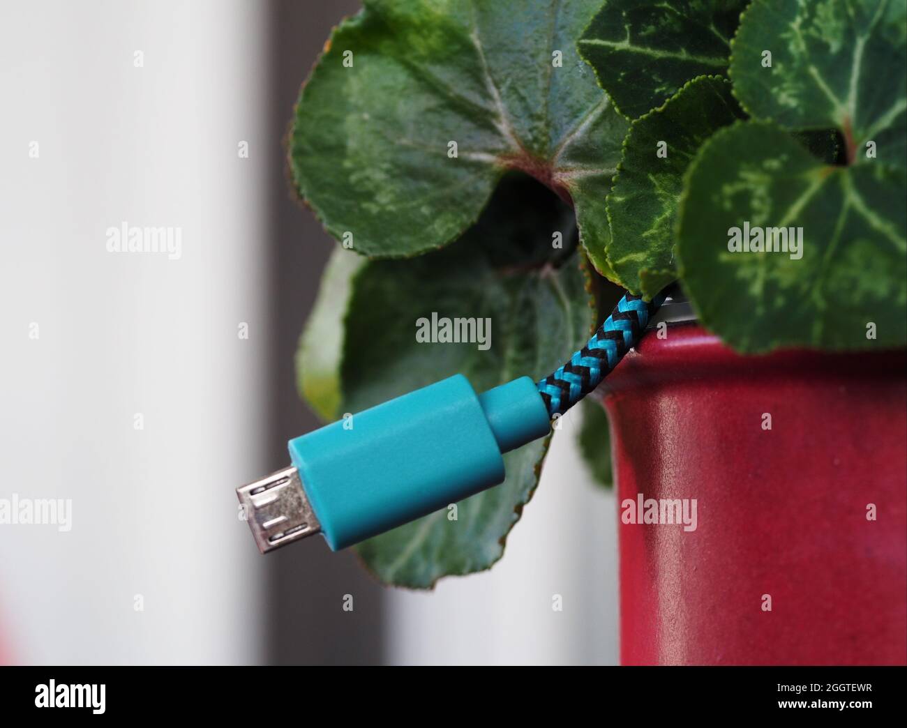Partial shot of a potted plant from which a USB cable protrudes Stock Photo