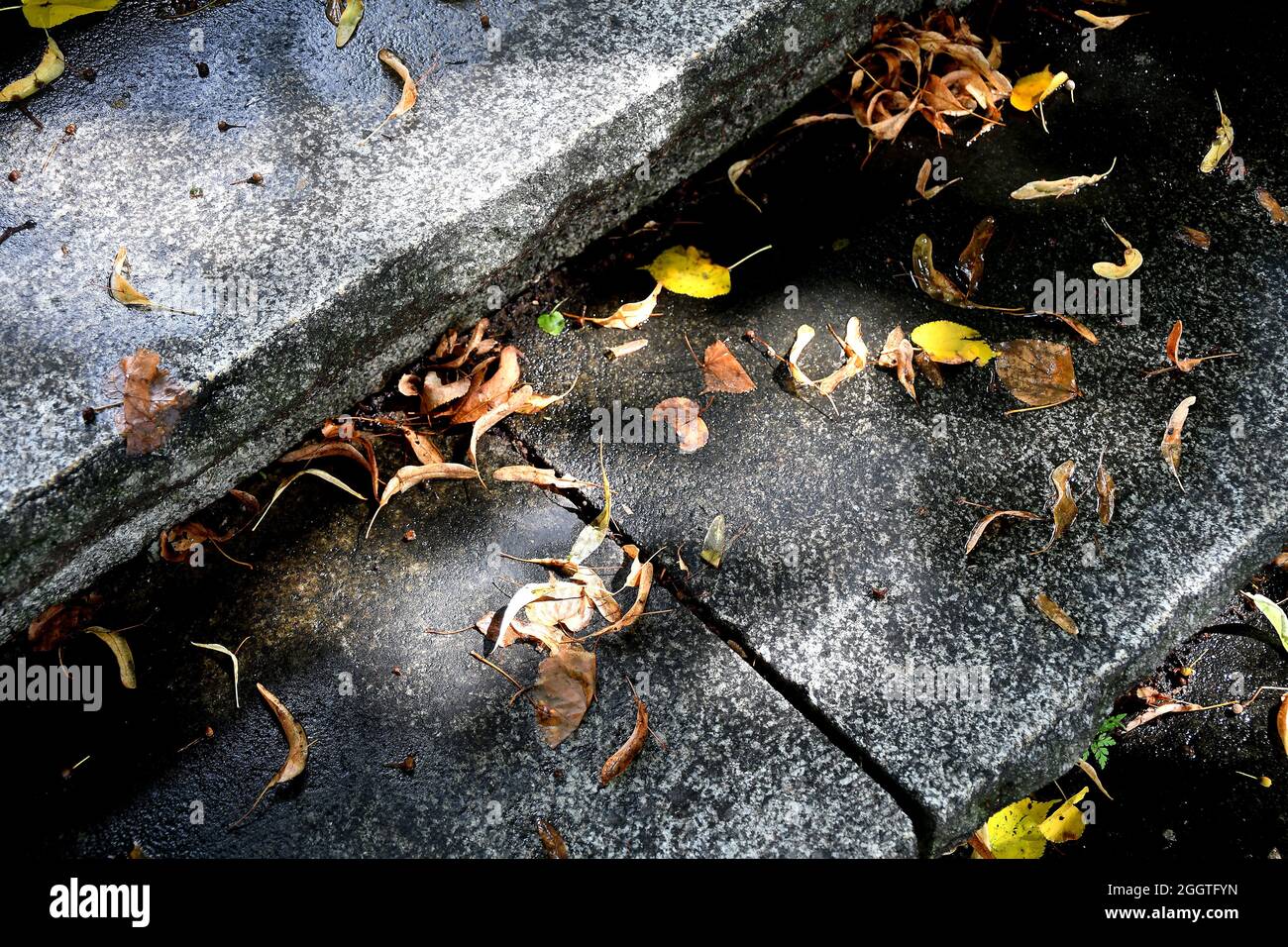 autumnal painted leaves on stairs in sun Stock Photo