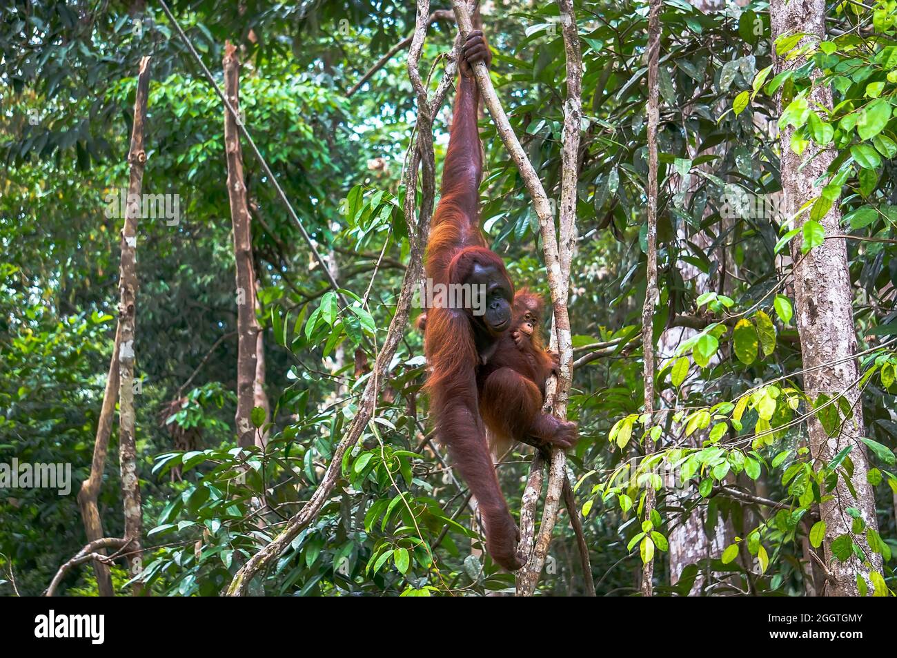 female orangutan with a baby hanging on a tree in a national Park on the island of Borneo Stock Photo