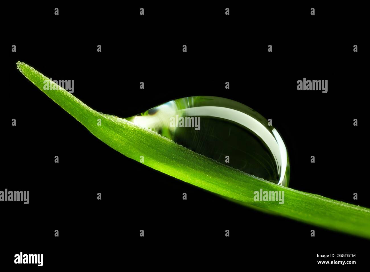 green leaf with water drop macro on black background Stock Photo - Alamy