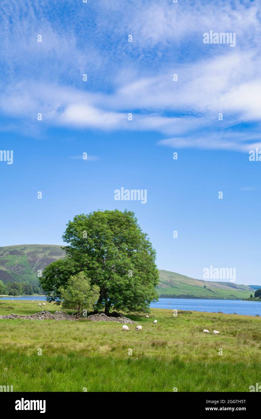 St Marys Loch in summer. Scottish Borders, Scotland. Stock Photo