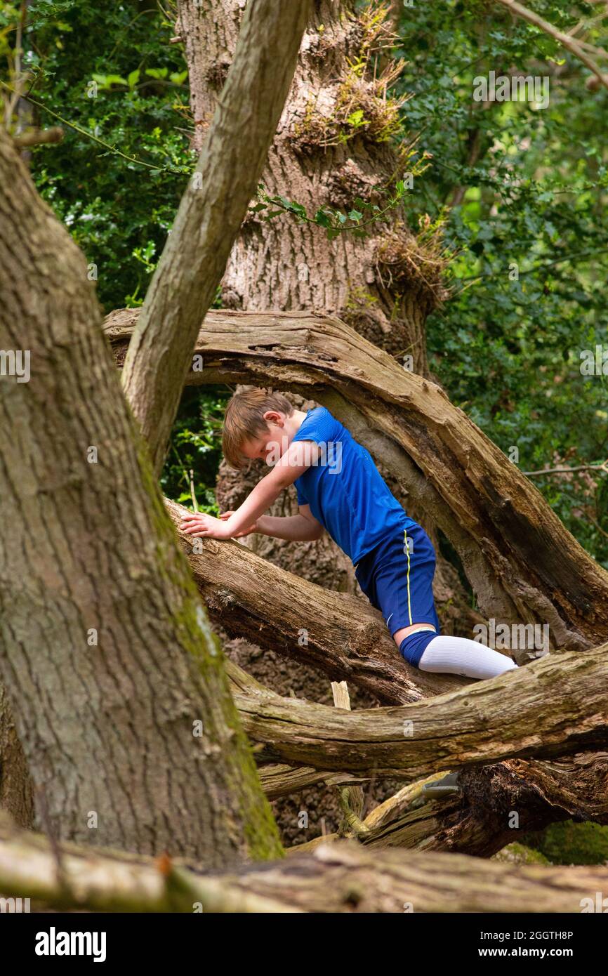 Young boy climbing, clambering, on a fallen dead tree trunk in woodland. Shared nature finding and discovery. Rural activity and a challenging experie Stock Photo