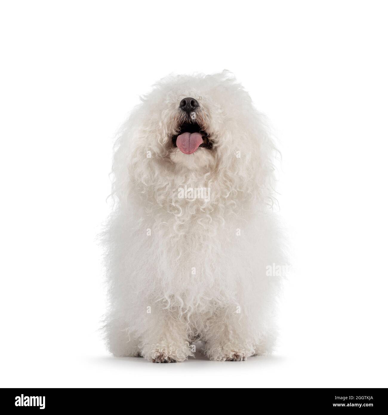 Cute white ball of fluf Bolognese dog, sitting up facing front. Eyes