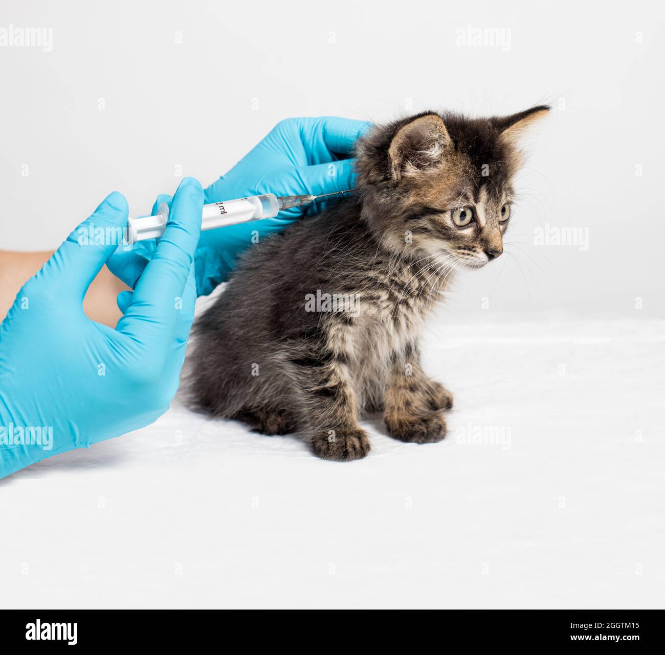 The veterinarian injects the medicine into the withers of the kitten with a syringe with a needle. Injections and medicines for kittens, treatment of Stock Photo