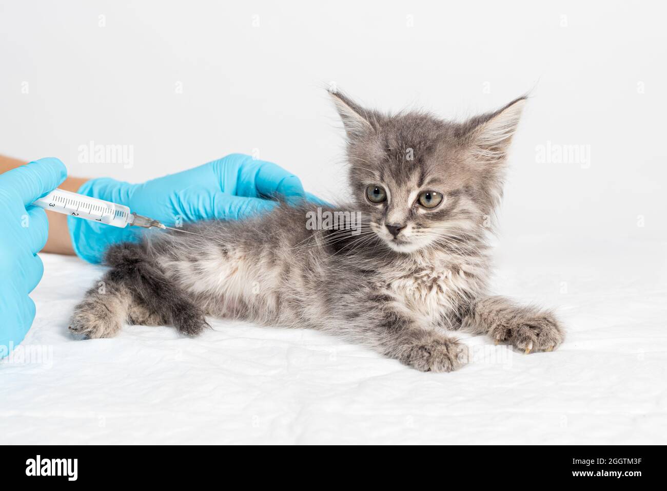 The veterinarian injects the medicine of the kitten with a syringe with a needle. Injections and medicines for kittens treatment of diseases in a Stock Photo Alamy