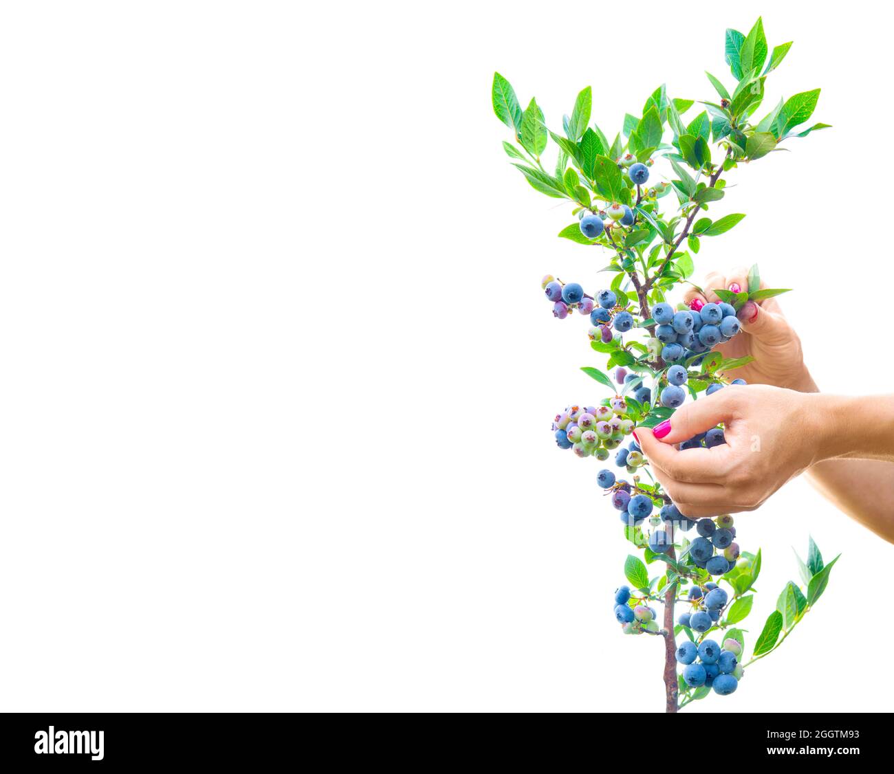 Crop view of manicured female hands picking blueberries of a bush isolated on white, copy space. Stock Photo