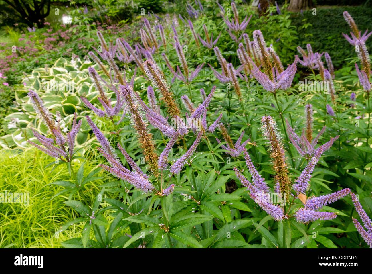 enkelt gang dokumentarfilm hage Veronicastrum red arrows hi-res stock photography and images - Alamy
