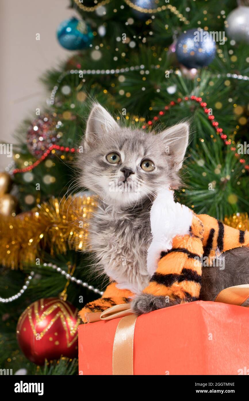 Kittens for christmas 2022