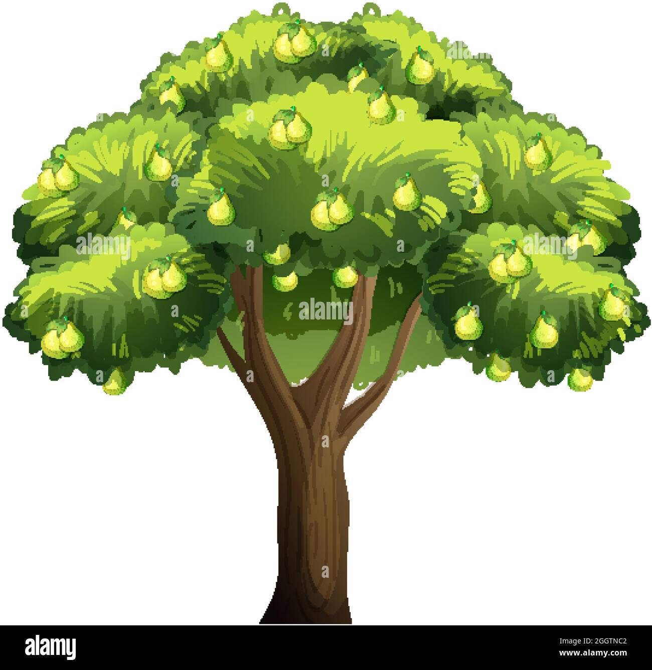 Pear fruit tree isolated on white background illustration Stock Vector ...