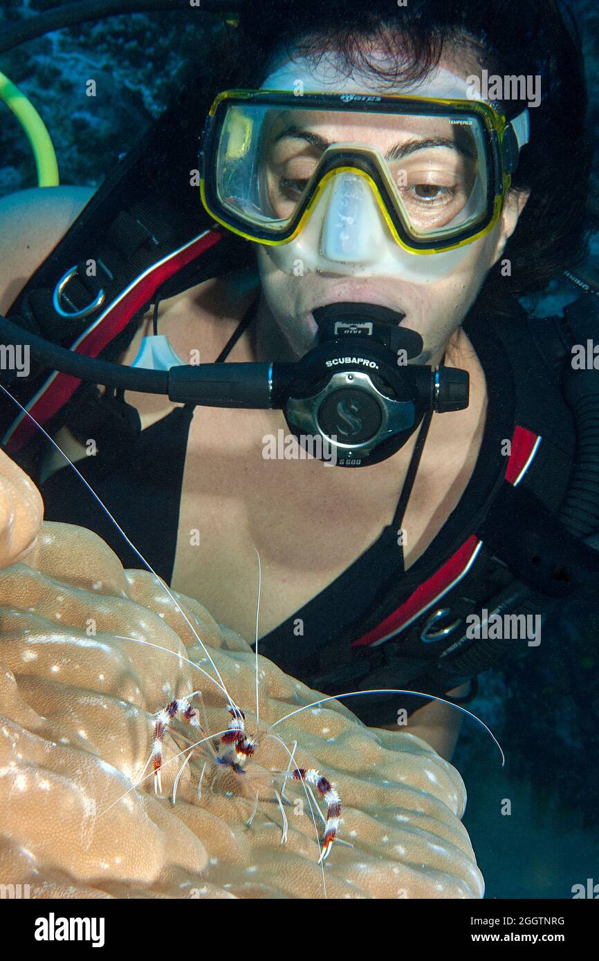 Taucherin betrachtet Gebänderte Scherengarnele (Stenopus hispidus), Pazifik, Insel Yap, Karolineninseln, Mikronesien Stock Photo