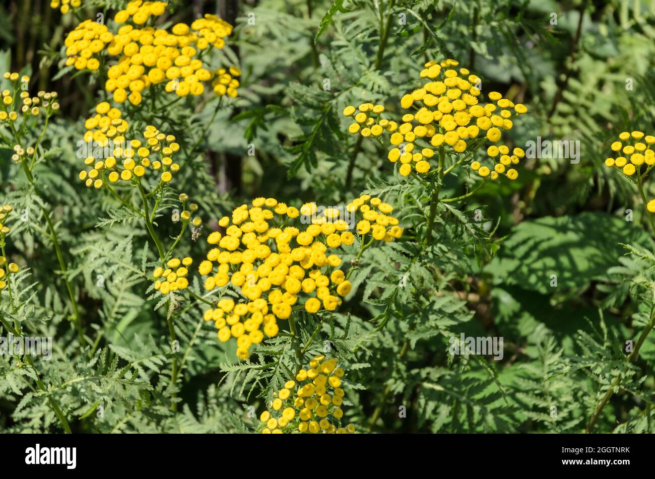 Tanacetum vulgare, yellow common tansy flowers Stock Photo