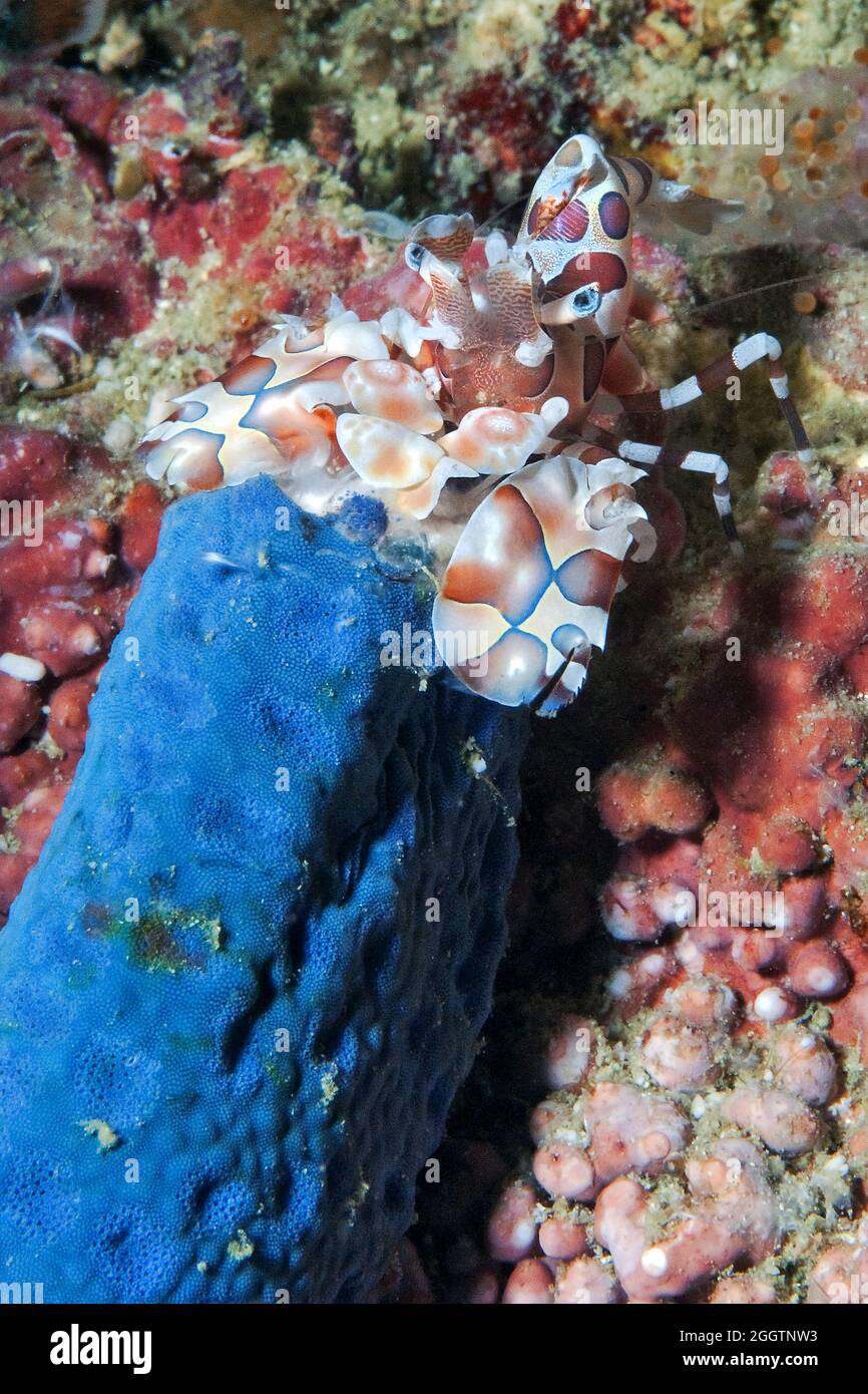 Östliche Harlekingarnele (Hymenocera picta) frisst Blauer Seestern (Linckia laevigata), Andamanensee, Similan Inseln, Thailand, Asien Stock Photo