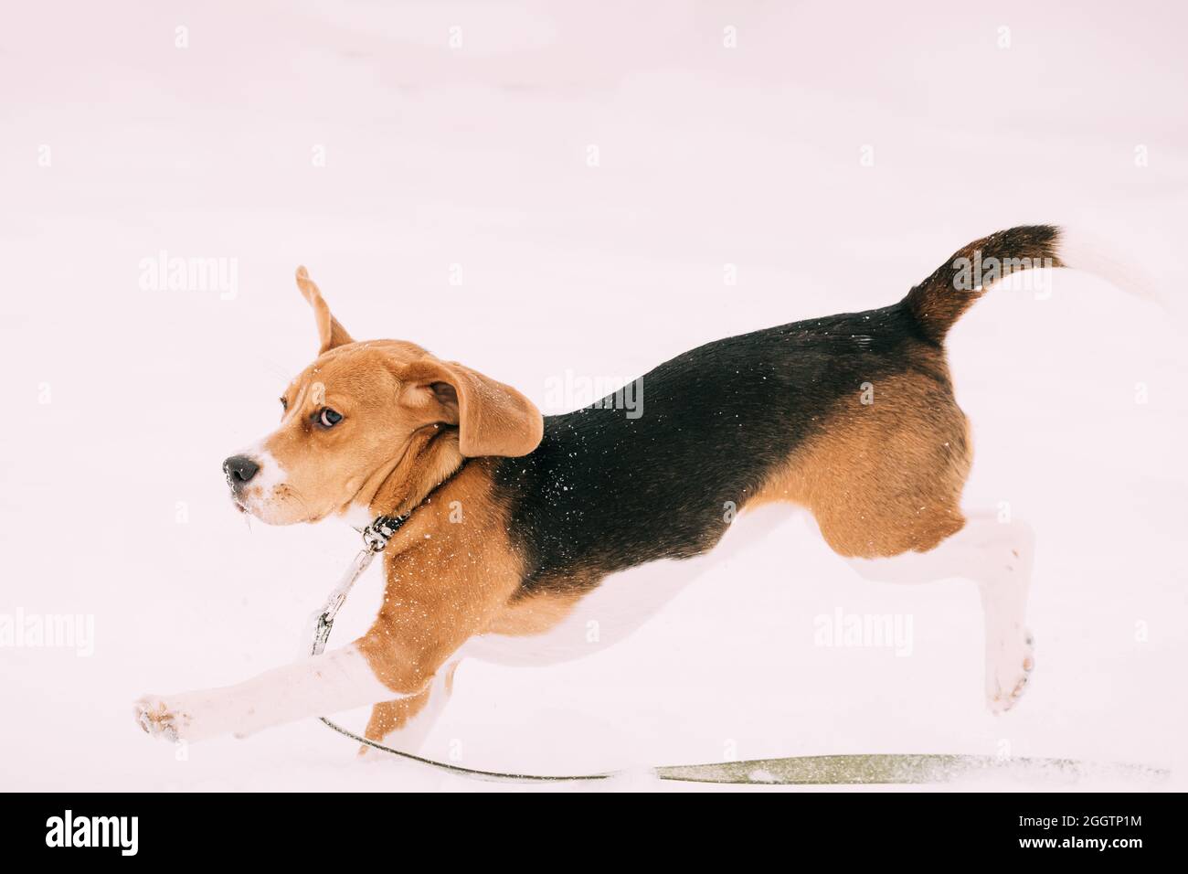 Funny Tricolor Puppy Of English Beagle Playing Running In Snow Snowdrift At Winter Day Stock Photo