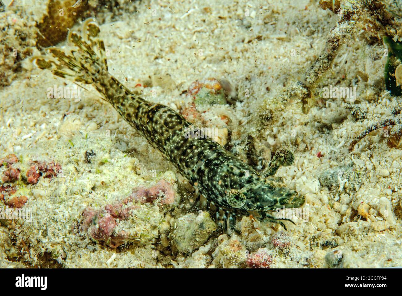 Weibliches Exemplar von Marmorgarnele (Saron marmoratus), Philippinensee, Indopazifik, Moalboal, Cebu, Philippinen, Asien Stock Photo