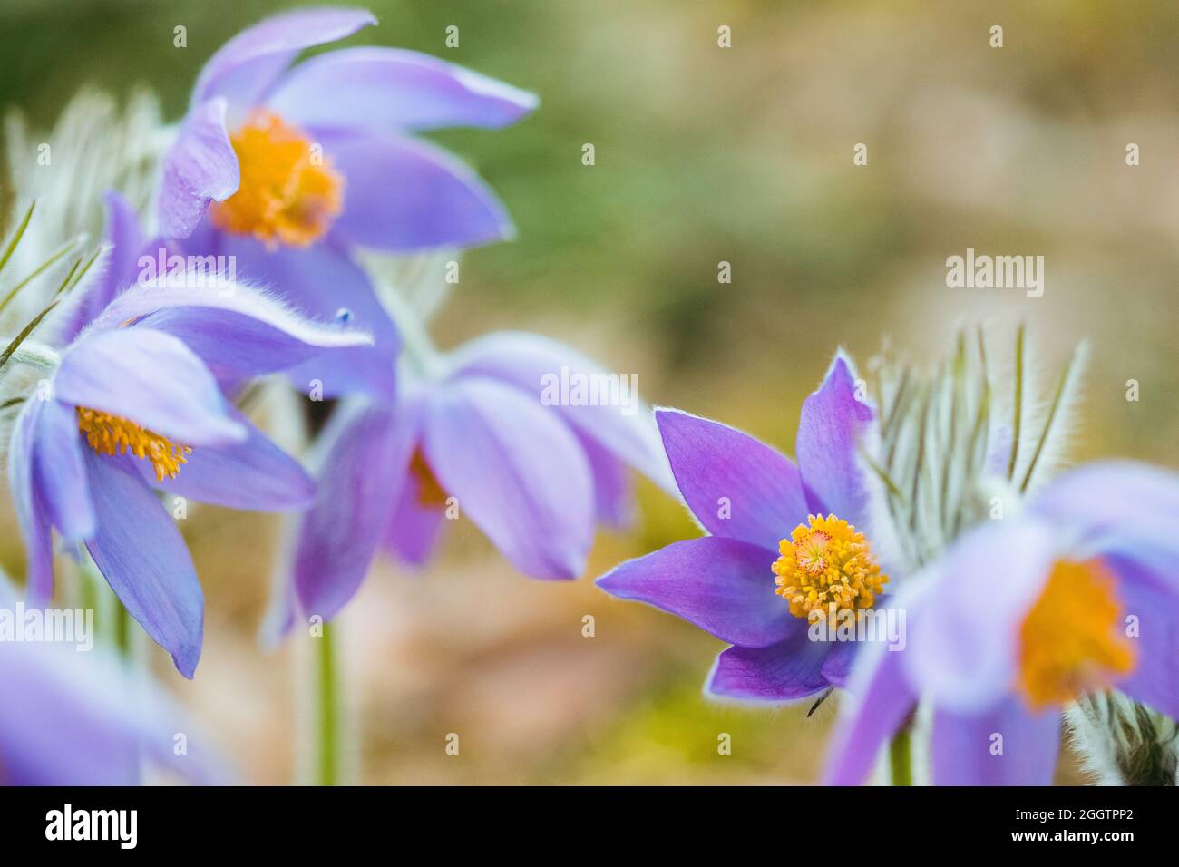 Beautiful Wild Spring Flowers Pulsatilla Patens. Flowering Blooming Plant In Family Ranunculaceae, Native To Europe, Russia, Mongolia, China, Canada Stock Photo