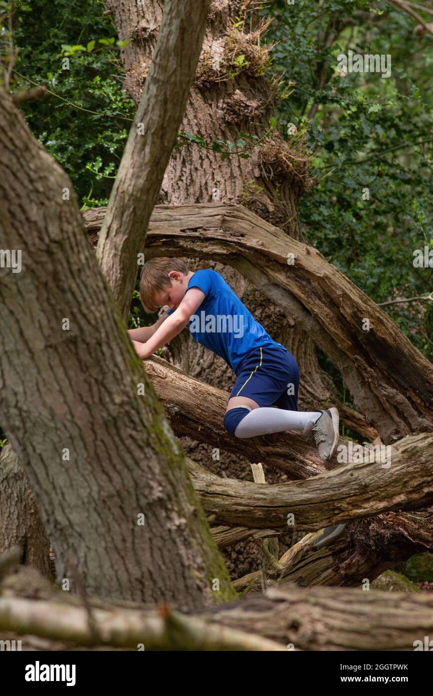 Young boy climbing, clambering, balancing on a fallen dead tree trunk in woodland. Nature finding and discovery. Rural activity and a challenging phys Stock Photo