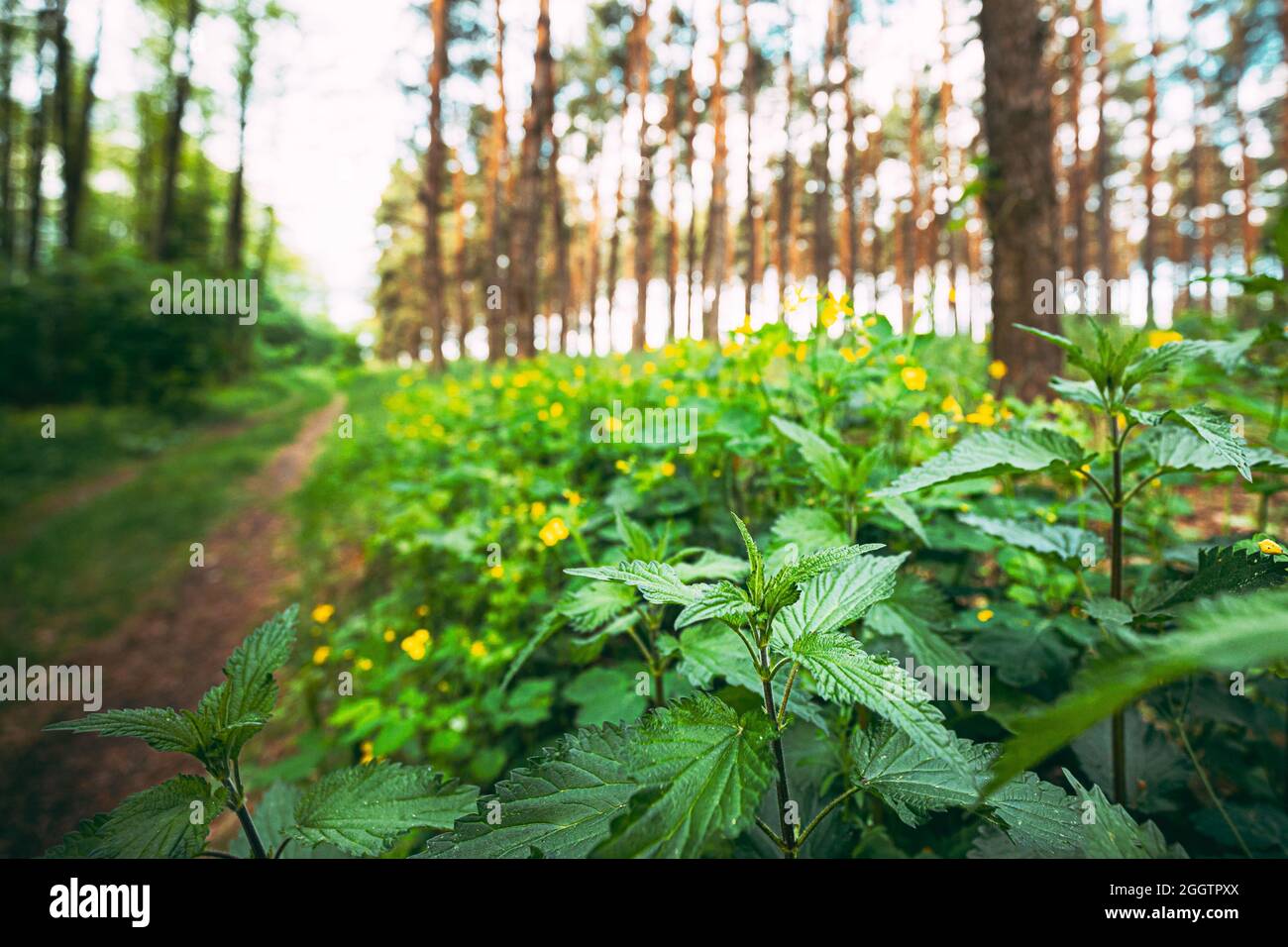 Twigs Of Wild Plant Nettle - Stinging Nettle - Urtica Dioica In Summer Spring Meadow. Close Up Stock Photo