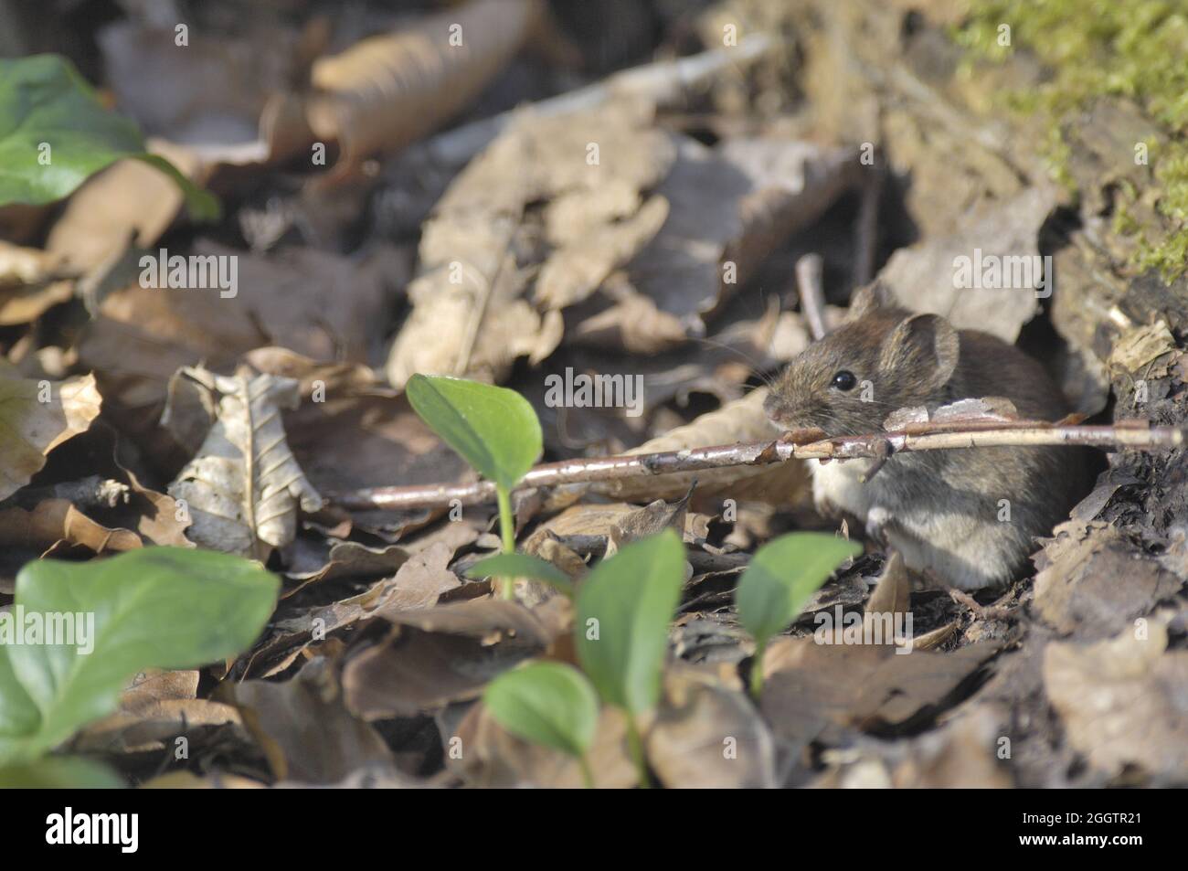 Myodes Rufocanus Red backed vole hi-res stock photography and images - Alamy