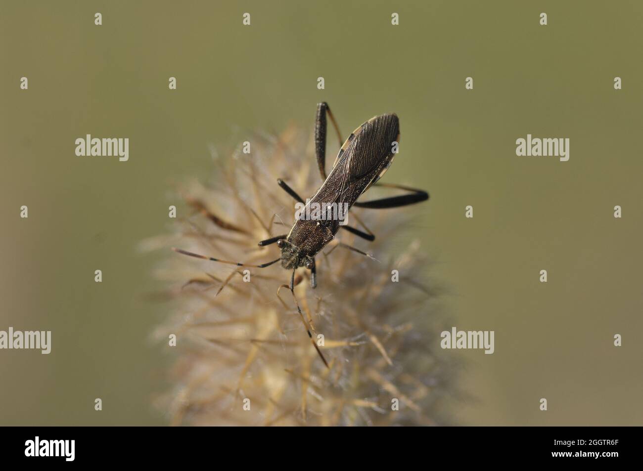 Broad-headed bug (Camptopus lateralis) standing on a flower in summer Provence  - France Stock Photo