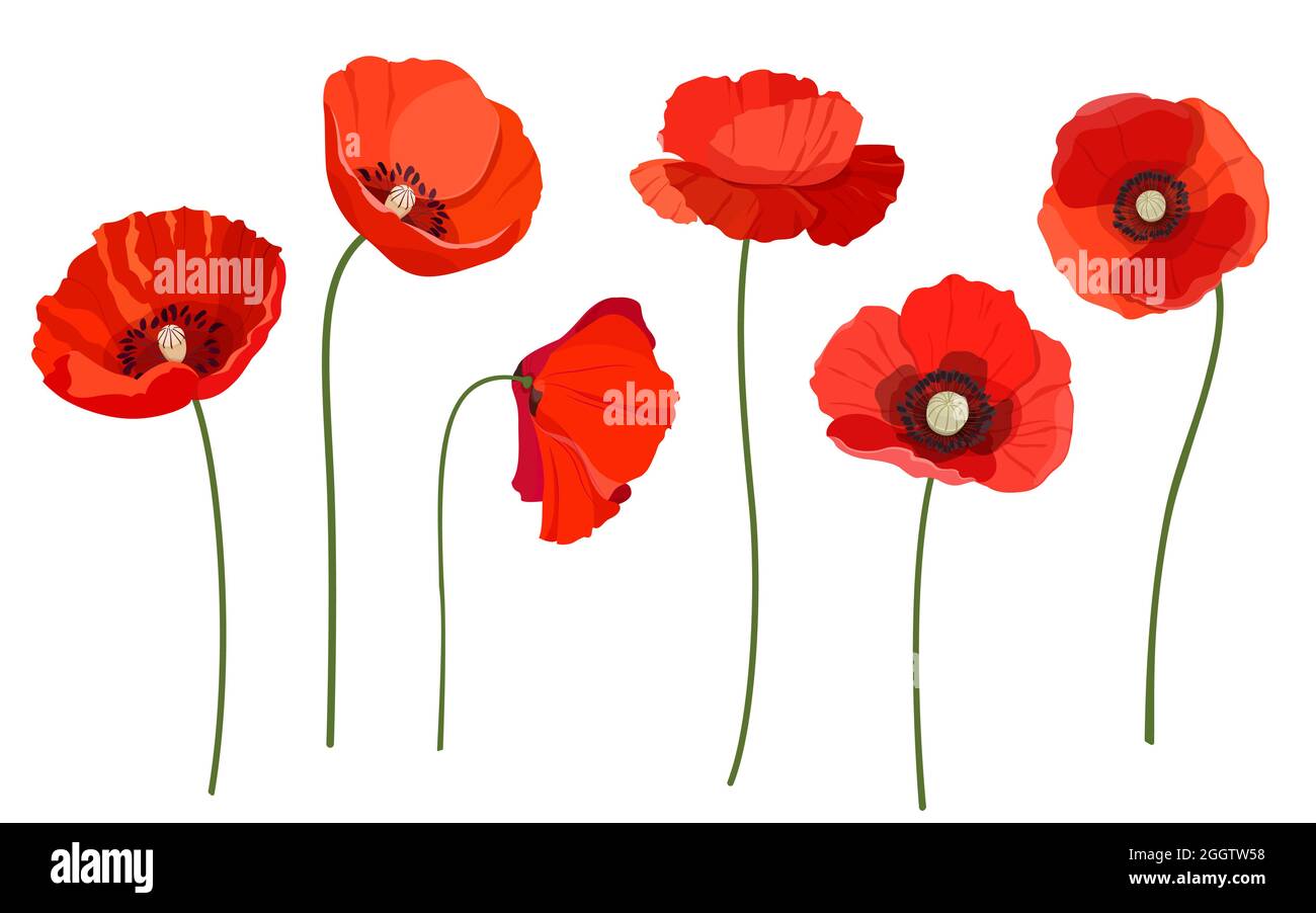 Set of red poppies on white background Stock Vector