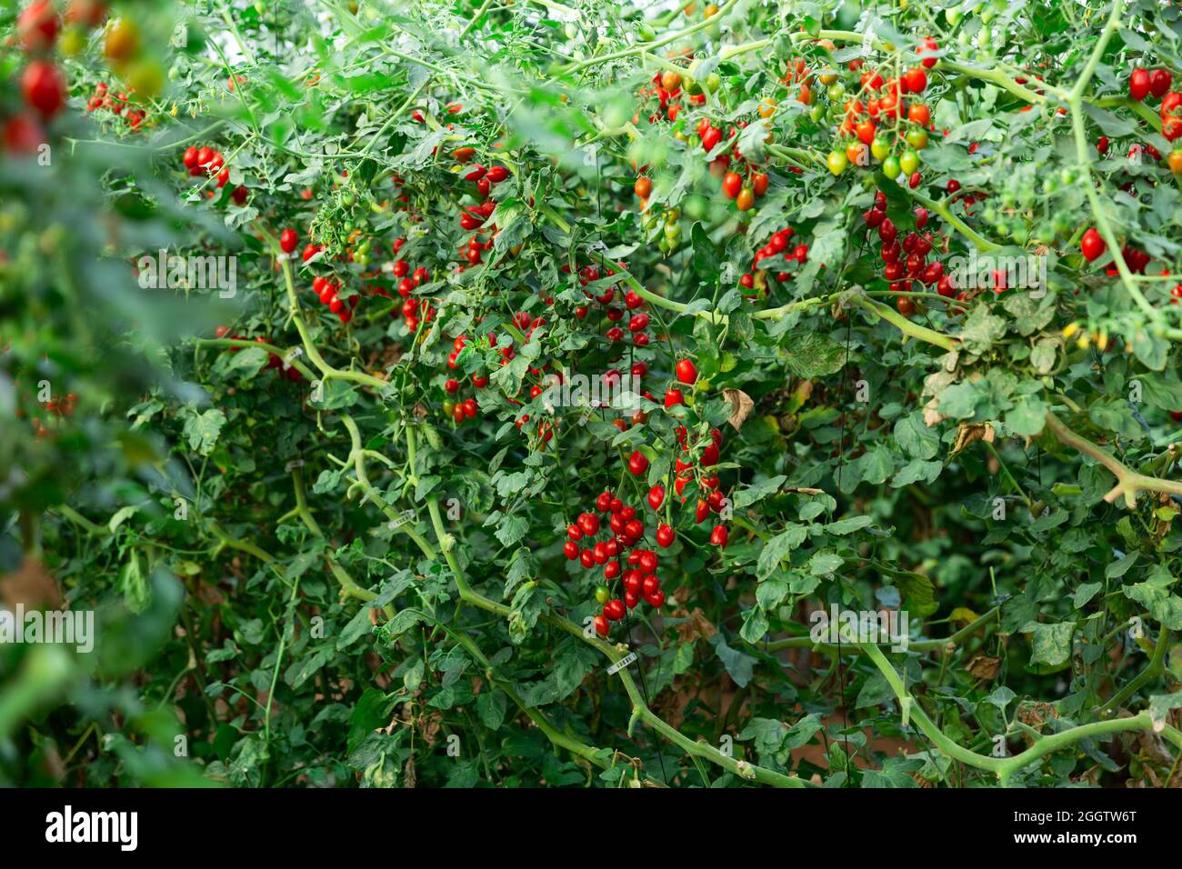Red ripe cherry tomatoes grow on branches in greenhouse Stock Photo - Alamy
