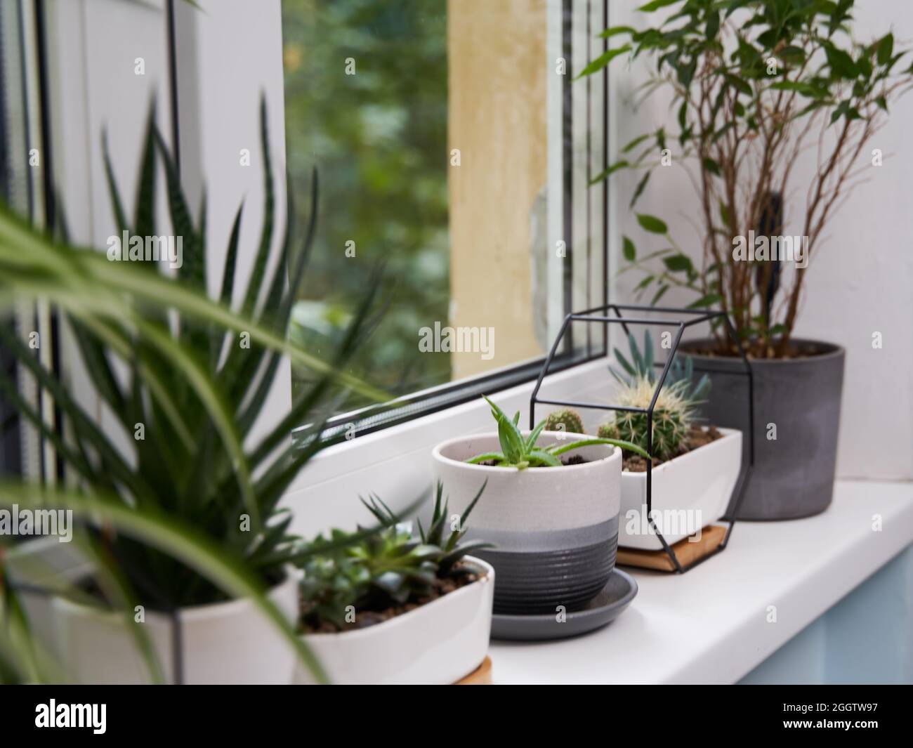 Cactus plant sill potted plant hi-res stock photography and images - Alamy