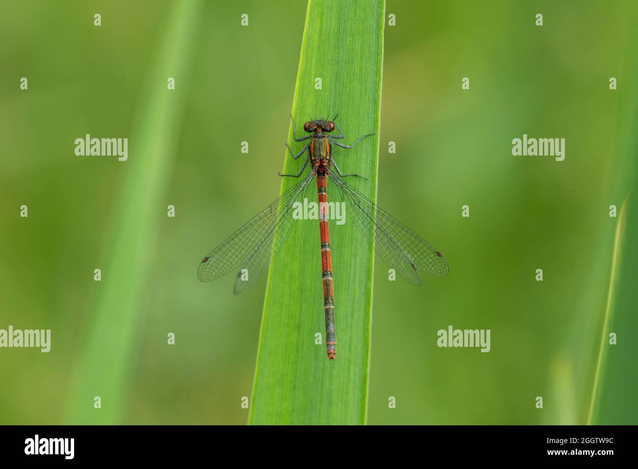 Large Red Damselfly (Pyrrhosoma nymphula), female resting on flag iris ...