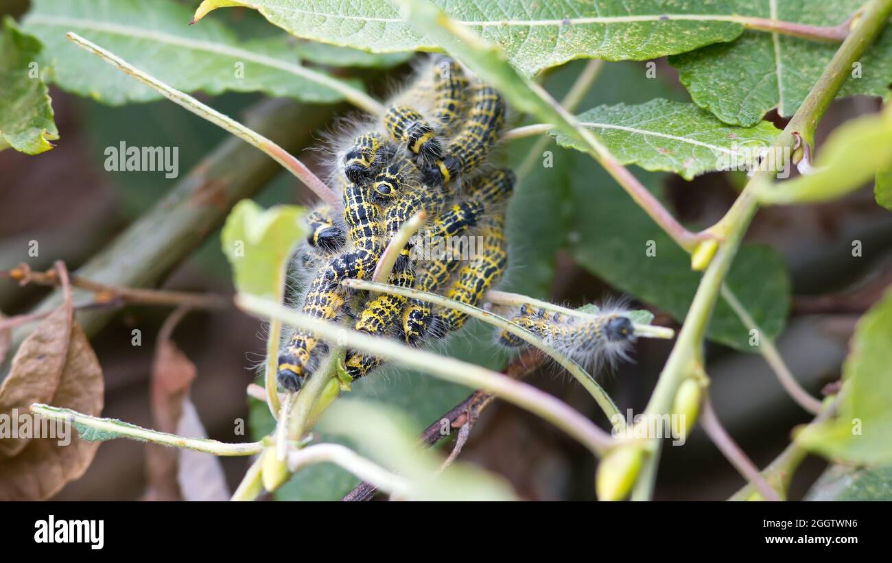 Buff-tip (Phalera bucephala) caterpillars eating leaf Stock Photo