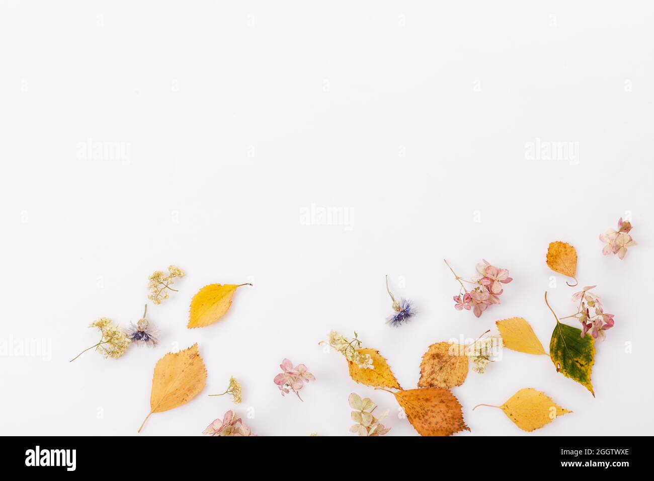 Autumn composition made of autumn dry multi-colored leaves on white wooden background. Autumn, fall concept. Flat lay, top view Stock Photo