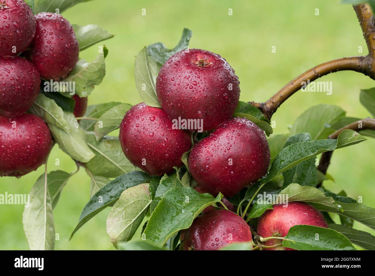 apple (Malus domestica 'Gaia', Malus domestica Gaia), apples on a tre, cultivar Gaia Stock Photo