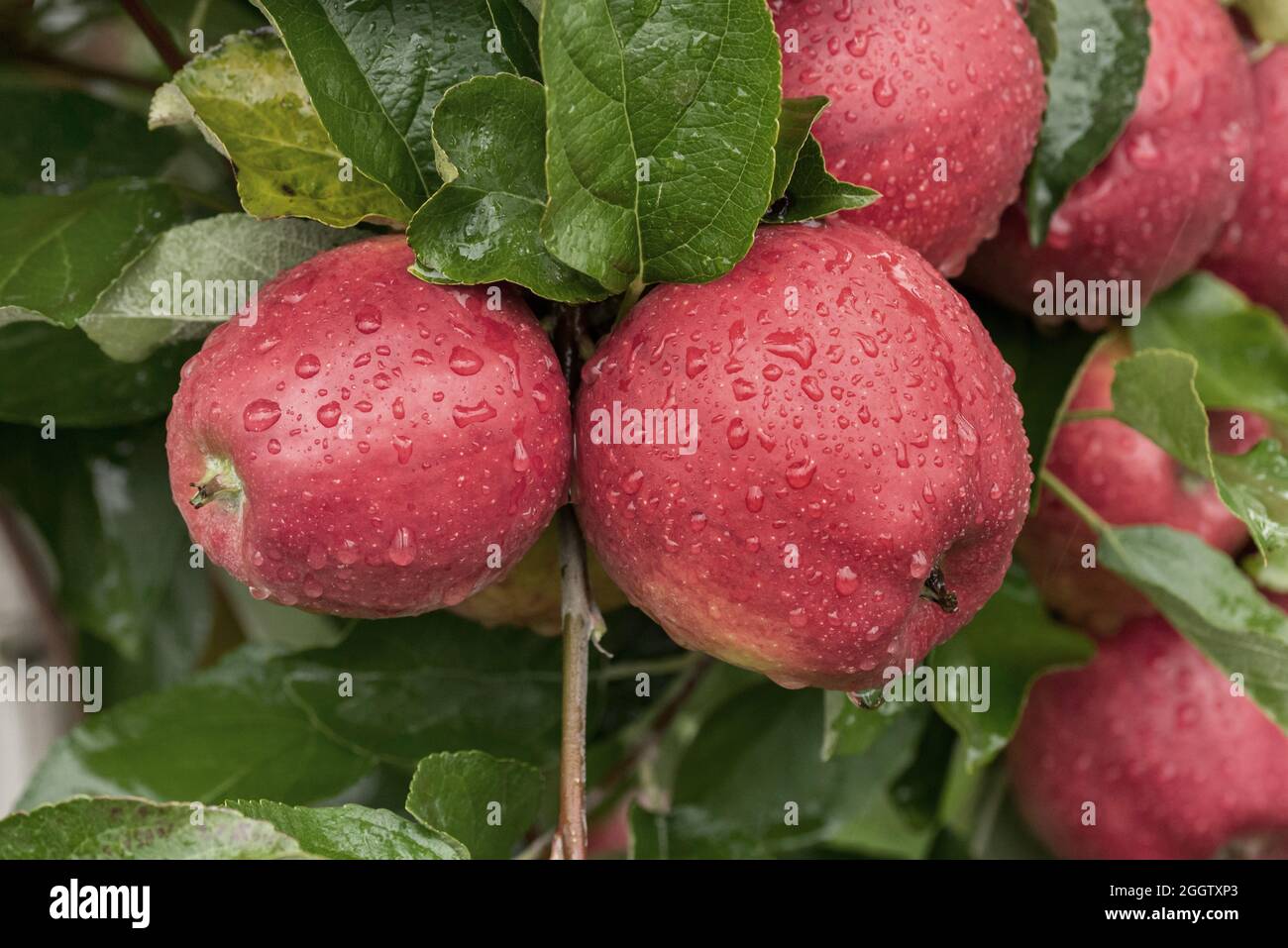 apple (Malus domestica 'Pilot', Malus domestica Pilot), apples on a tre, cultivar Pilot Stock Photo