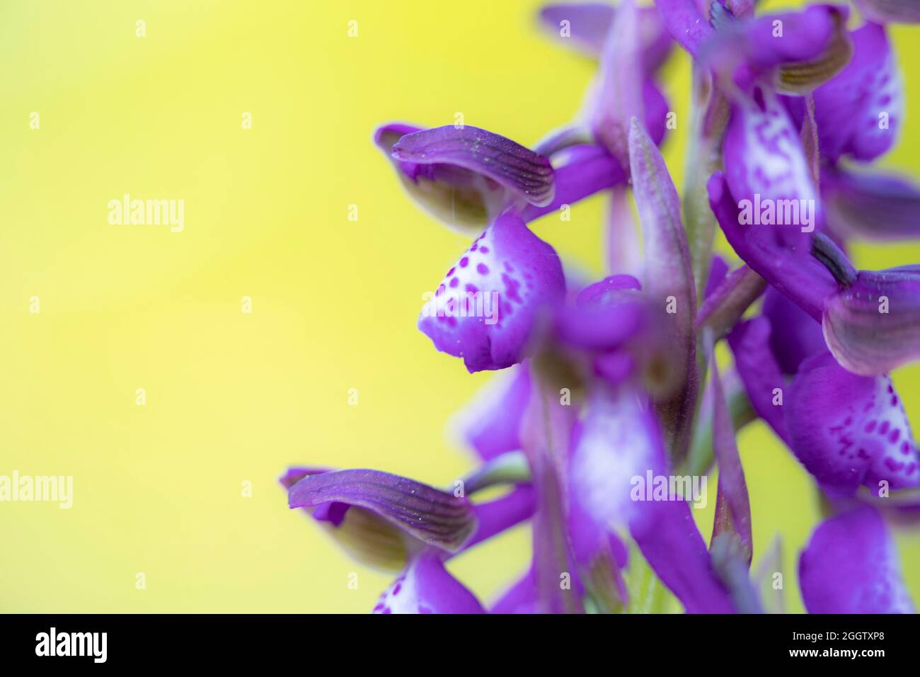 Green-winged orchid, Green-veined orchid (Orchis morio, Anacamptis morio), section of an inflorescence, Germany, Bavaria Stock Photo