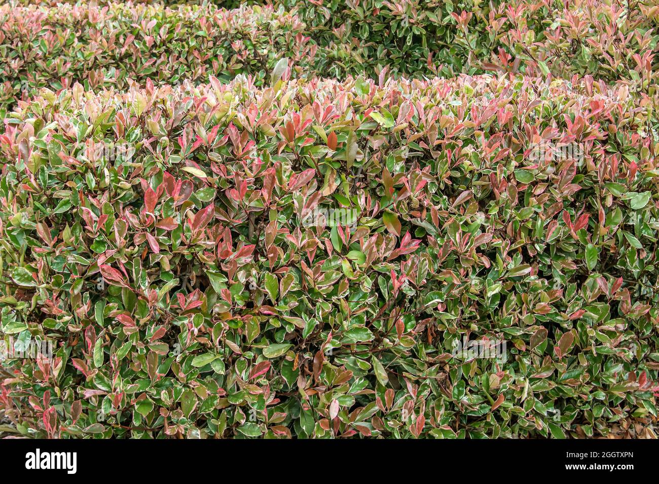 Fraser photinia (Photinia x fraseri 'Pink Marble', Photinia x fraseri Pink Marble, Photinia fraseri), leaves of cultivar Pink Marble, Germany Stock Photo