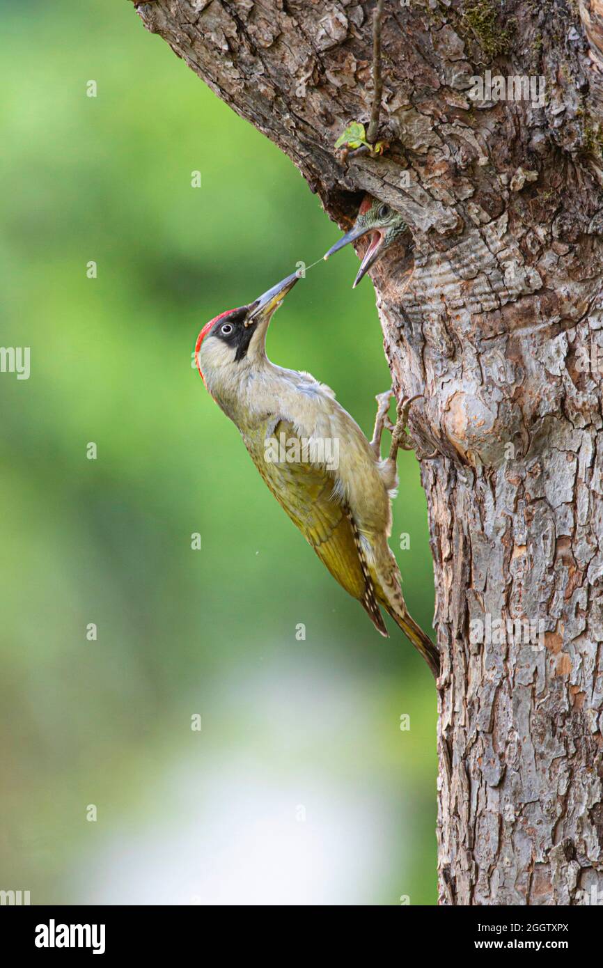 green woodpecker (Picus viridis), male feeds chick in the breeding cave, Germany, Bavaria Stock Photo