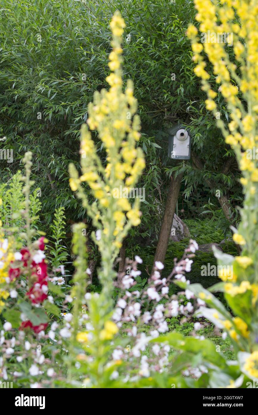 mullein (Verbascum spec.), bird- and insect friedly garden with mulleins and nest box, Germany Stock Photo