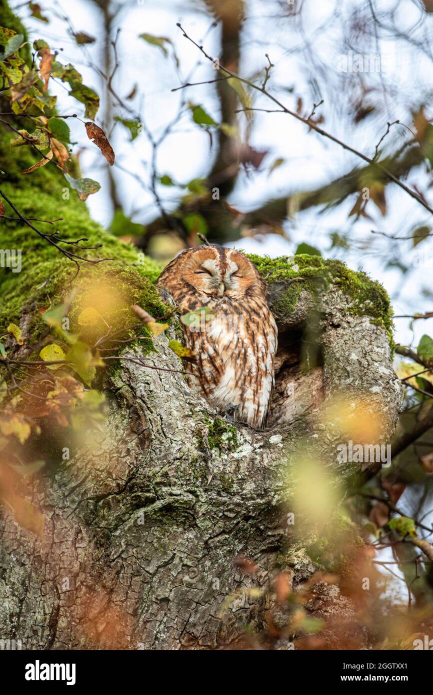 Eurasian tawny owl (Strix aluco), perched in a hollow tree trunk, Germany, Bavaria Stock Photo