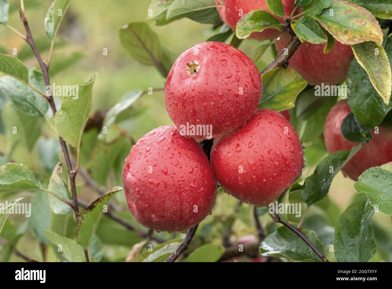 apple (Malus domestica 'Kanzi', Malus domestica Kanzi), apples on a tre